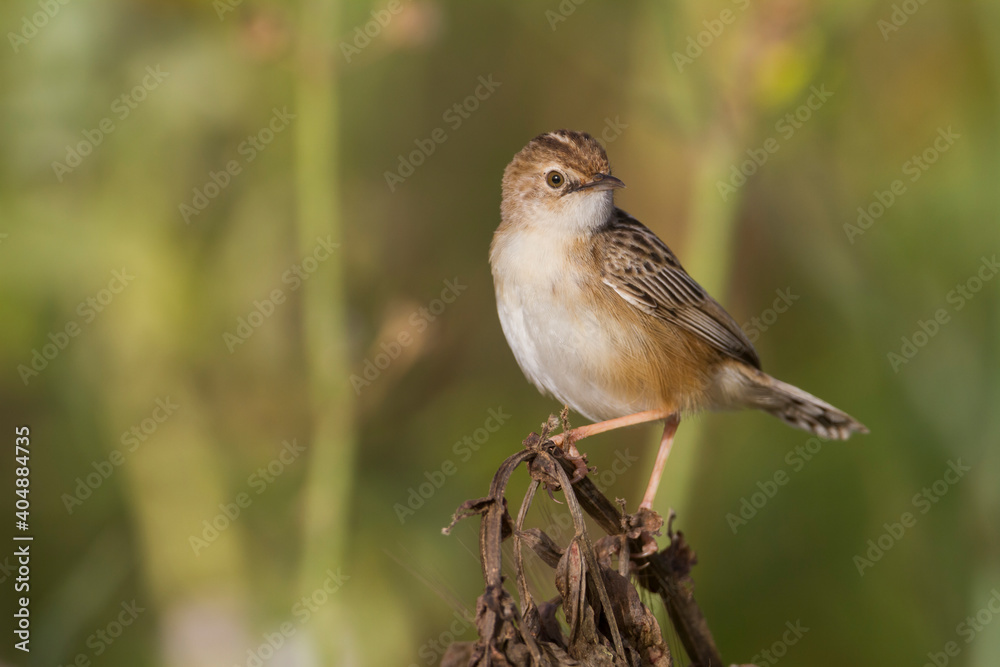 Obraz premium Graszanger, Zitting Cisticola, Cisticola juncidis cisticola