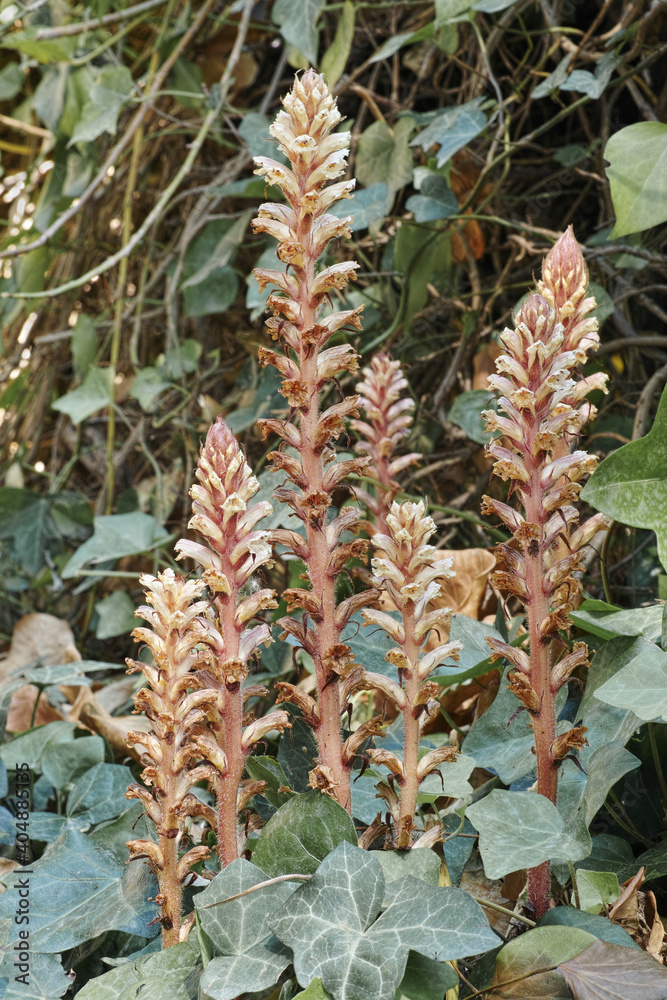 Obraz premium broom rape in bloom, orobanche crenata