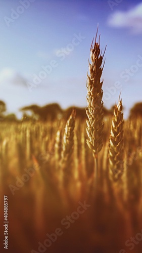 Billede på lærred Close-up Of Crops On Field Against Sky