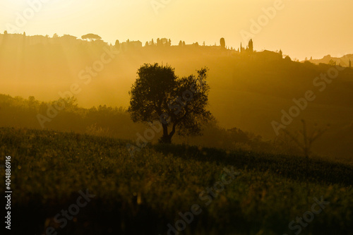 tree is soaking up the sun in Tuscany on a hill  photo