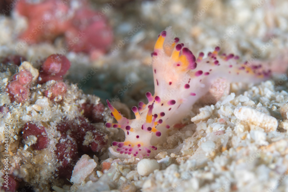Aegires villosus nudibranch on coral reef Aegires villosus nudibranch on coral reef