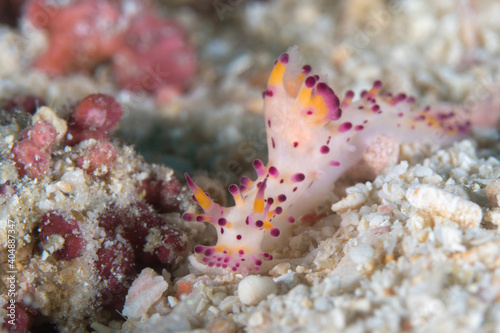 Aegires villosus nudibranch on coral reef © Mike Workman