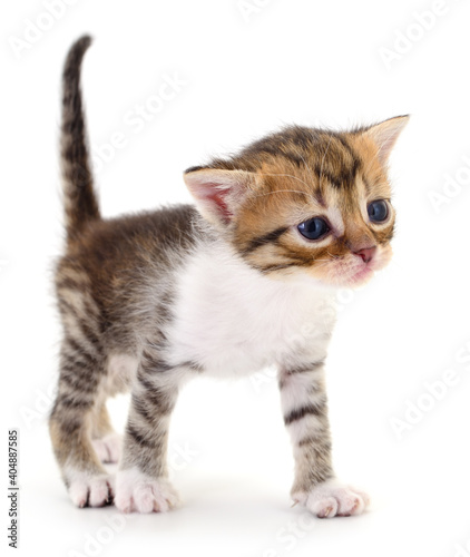 Kitten on white background.