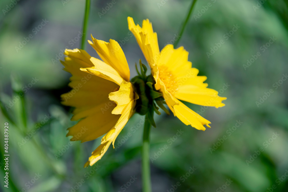 Coreopsis lanceolate Coreopsis lanceolate
