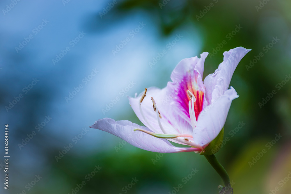 Fototapeta premium A landscape photo taken in Vietnam