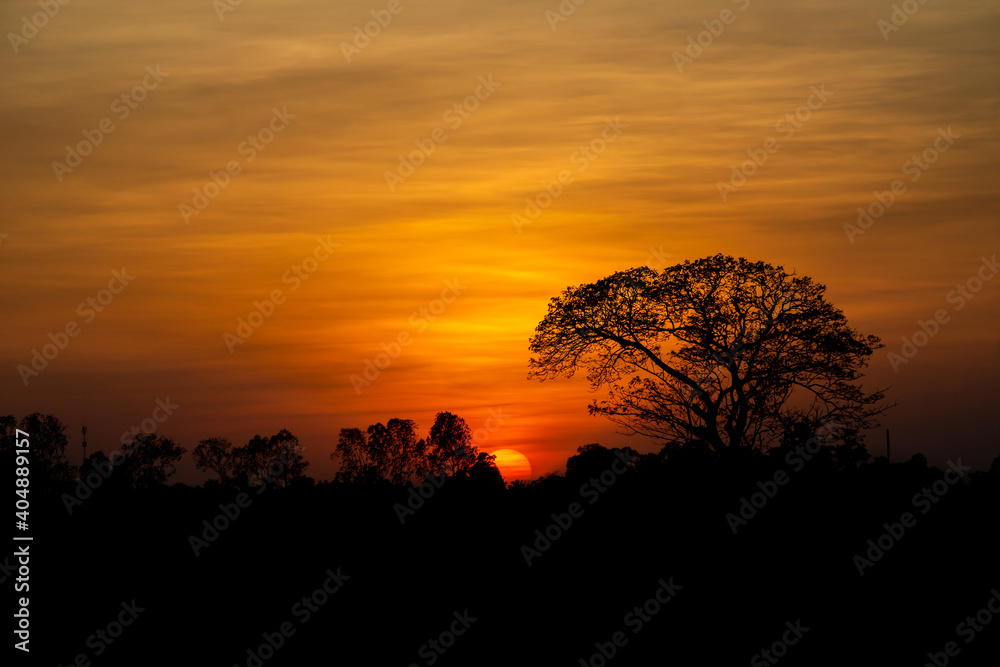 Sky evening light tree silhouette 