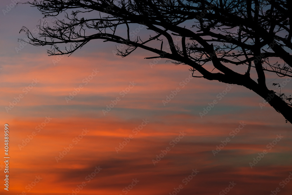 The orange sky at sunset and the shadow of the trees with the shadow of the birds. The orange sky at sunset and the shadow of the trees with the shadow of the birds.