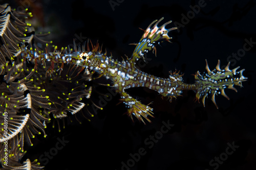  Colorful portait of ornate ghost pipefish - Solenostomus paradoxus