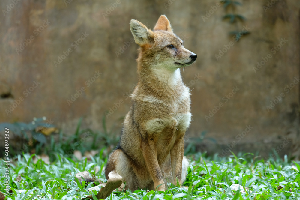 Ταπετσαρία Different actions of the golden jackal during the day