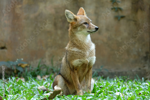 Different actions of the golden jackal during the day. Golden jackal siting on lawn photo