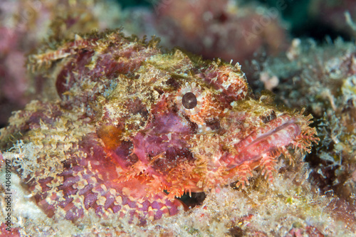Close up detail of scorpionfish camouflaging with its surroundings on coral reef