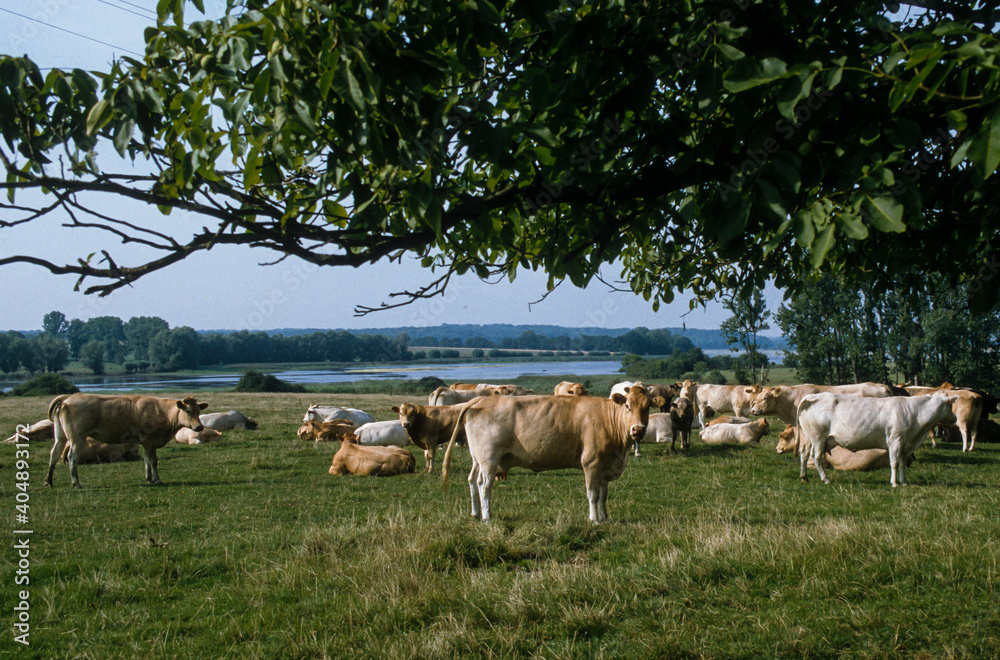 Vache, Parc naturel régional de Lorraine, 54, Meurthe et Moselle Vache, Parc naturel régional de Lorraine, 54, Meurthe et Moselle