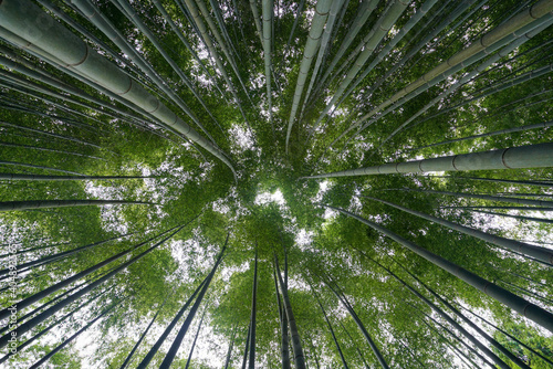 圓光寺の竹林