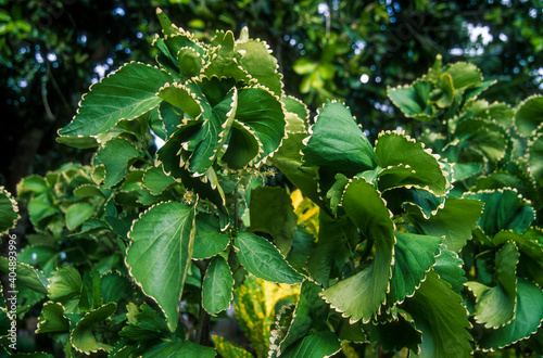 Cancan, Acalypha wilkesiana photo