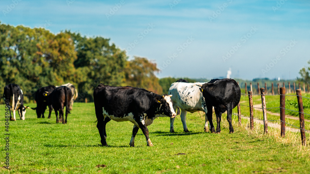 Cattle in the meadow. Cows on a green field. Cattle in the meadow. Cows on a green field.