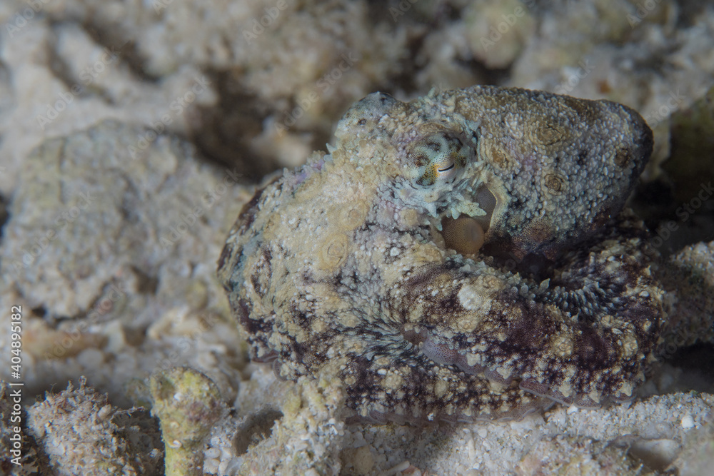 Long arm octopus crawls around dive site on night dive - Macrotritopus defilippi Long arm octopus crawls around dive site on night dive - Macrotritopus defilippi