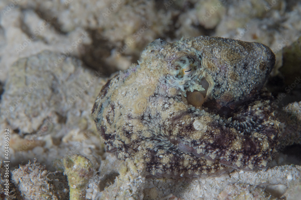 Long arm octopus crawls around dive site on night dive - Macrotritopus defilippi