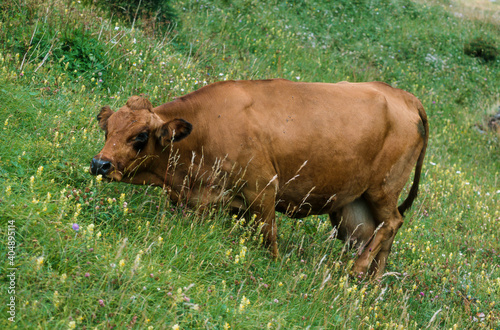 Vache Tarentaise