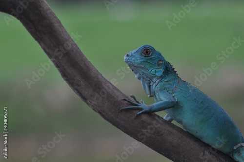 The Blue iguana  also known as the American iguana  mostly herbivorous species of lizard