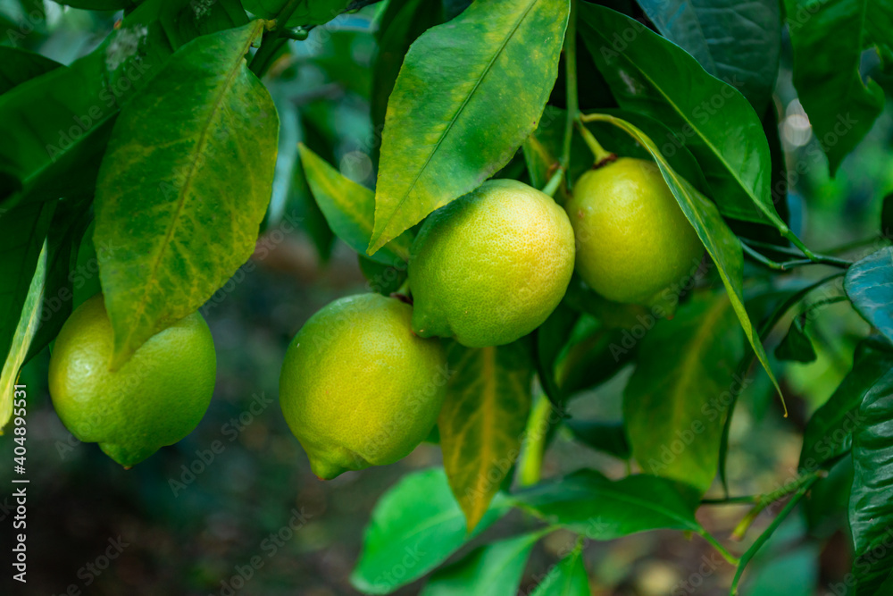 Fresh green lemon limes on tree in organic garden Fresh green lemon limes on tree in organic garden