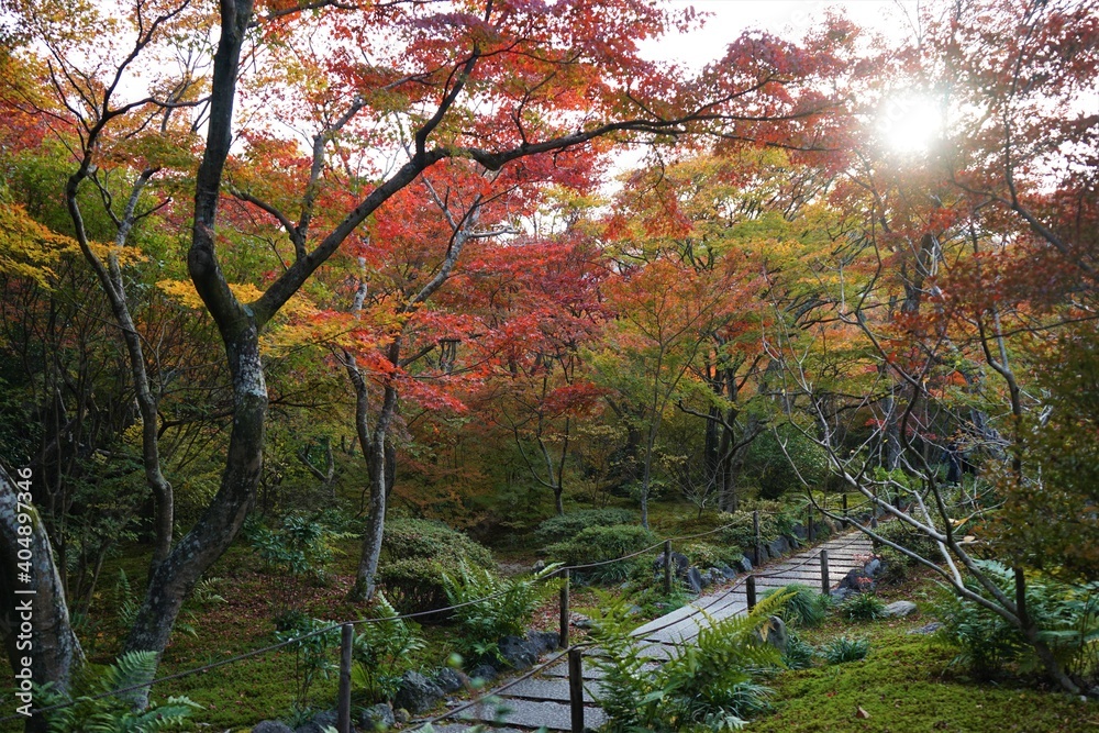 View of bright red autumn leaves, Momiji, and path to  JOJAKKO-JI temple in Kyoto prefecture, Japan - 常寂光寺 京都 紅葉 秋