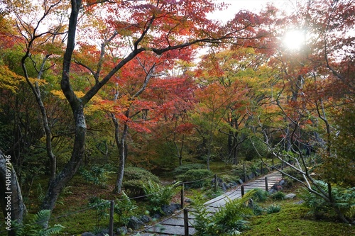 View of bright red autumn leaves, Momiji, and path to JOJAKKO-JI temple in Kyoto prefecture, Japan - 常寂光寺 京都 紅葉 秋