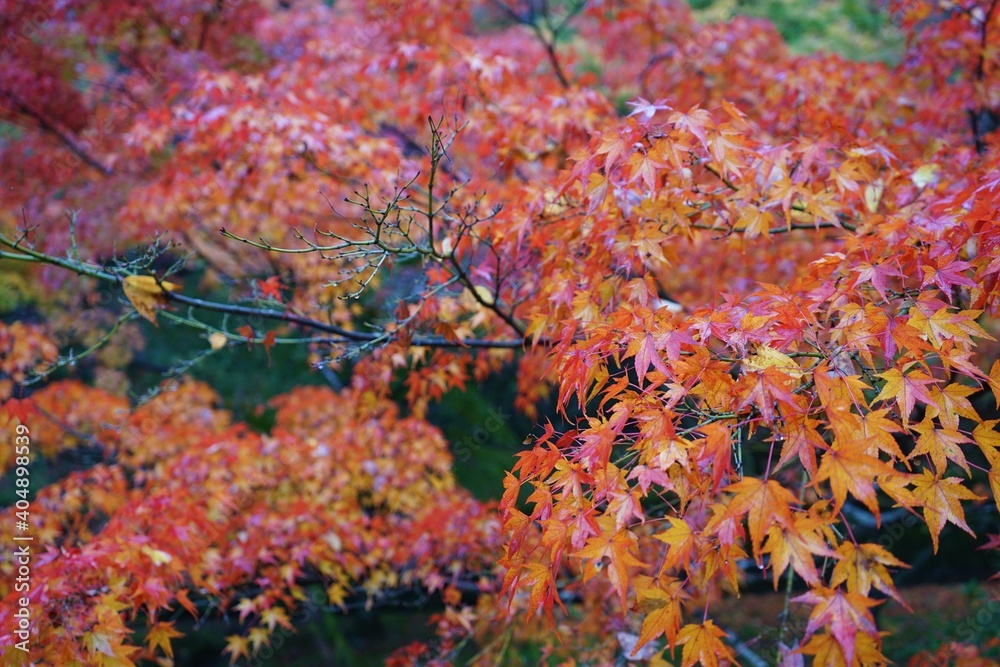 View of bright red and yellow autumn leaves, Momiji closeup in Kyoto prefecture, Japan
