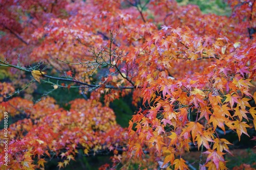 View of bright red and yellow autumn leaves, Momiji closeup in Kyoto prefecture, Japan © Eric Akashi