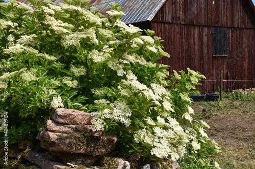 Blossom elderflowers by an old barn