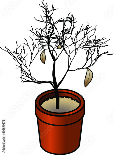 Concept: neglect. A dead pot plant in a terracotta pot.