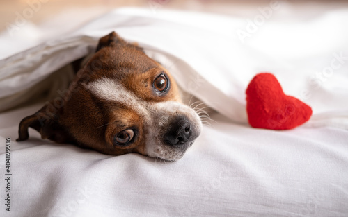  chihuahua dog with red soft toy heart lying in bed. valentine.