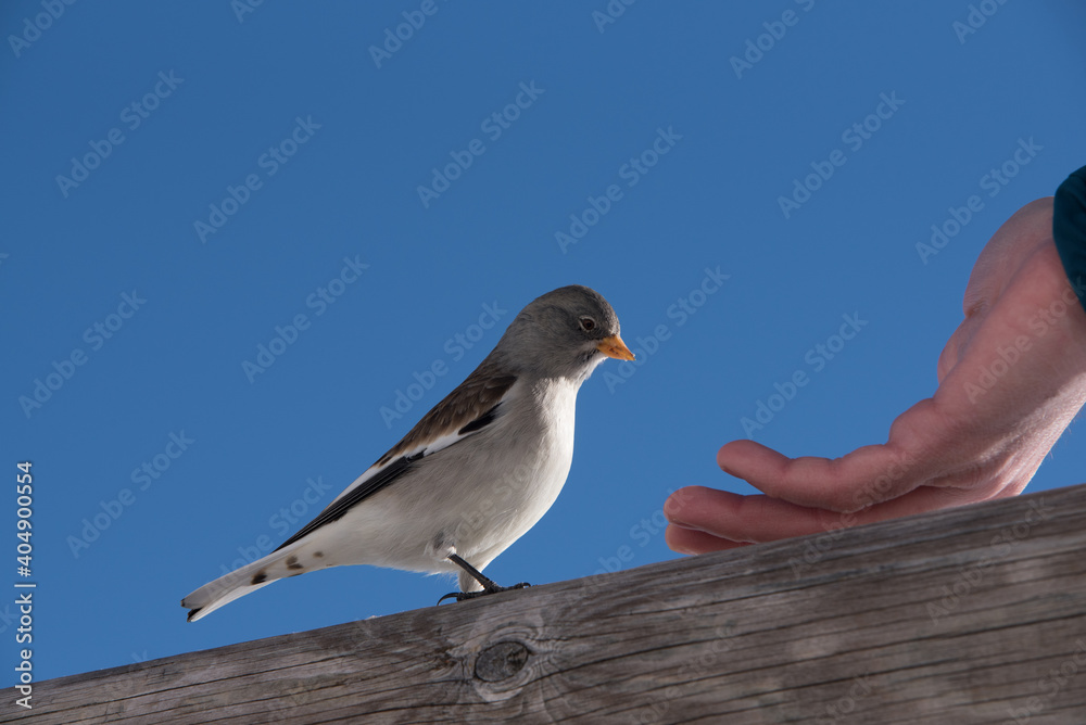 un bel esemplare di fringuello alpino alla ricerca di cibo, un'uccello colorato di bianco e marrone immerso nel paesaggio invernale delle dolomiti. un bel esemplare di fringuello alpino alla ricerca di cibo, un'uccello colorato di bianco e marrone immerso nel paesaggio invernale delle dolomiti.