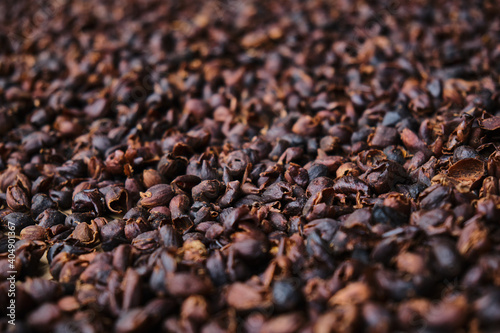 Cascara coffee cherry tea made from dried skins of coffee plant berries. © Tavan