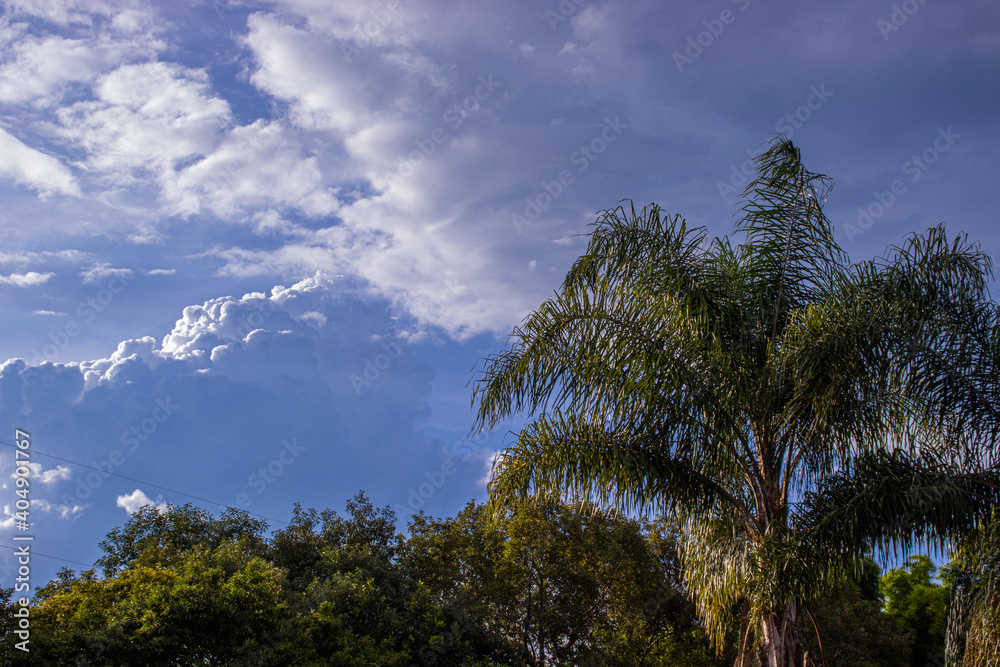 Coconut tree and sky (tropical)