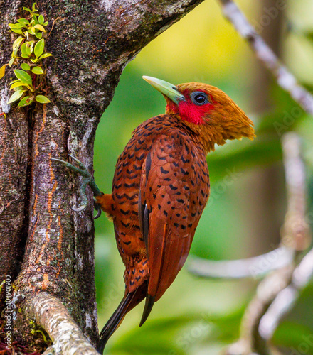 red billed hornbill photo
