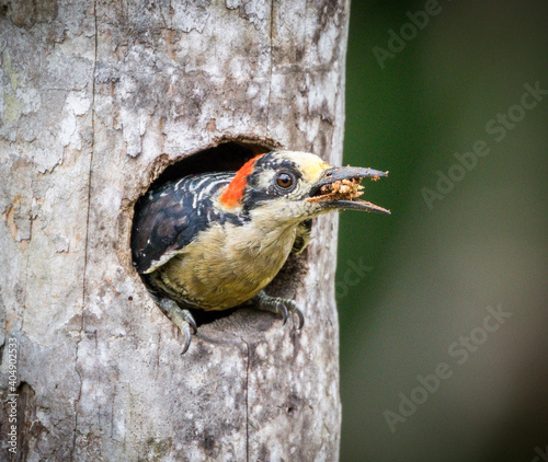 spotted woodpecker photo