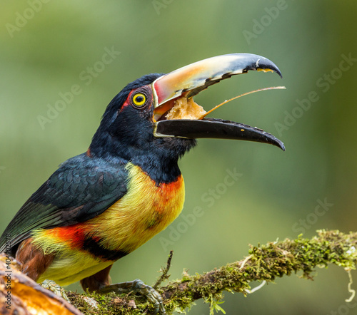 toucan on a branch photo