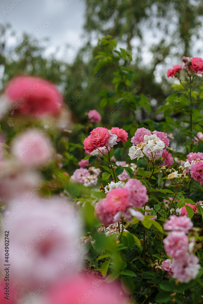 Obraz premium pink flowers in the garden