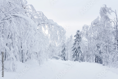 winter snowy road among frozen trees in a frosty landscape © Evgeny