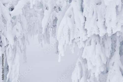 natural background - tree branches after heavy snowfall