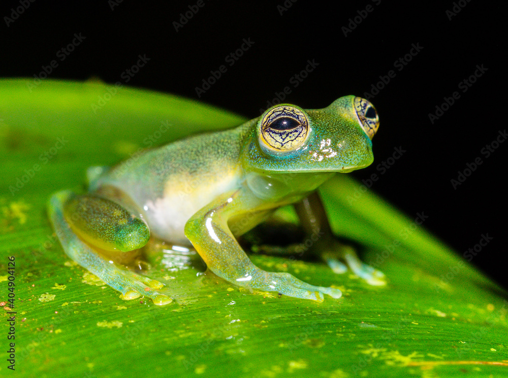 Obraz premium frog on a leaf