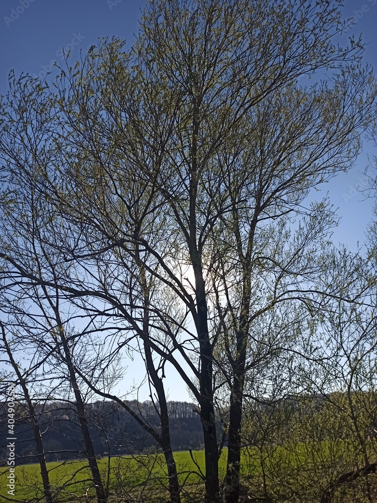 Fototapeta premium trees in the park