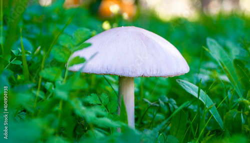 White mushroom growing in the middle of the forest