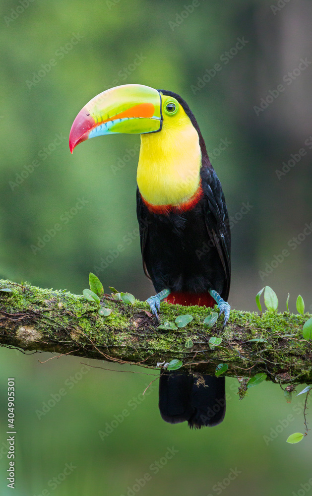 toucan on a branch