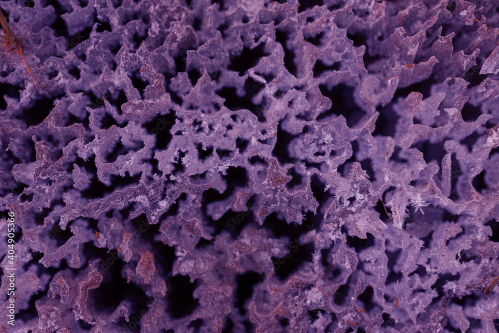 Background, violet beautiful ice Background, violet beautiful ice
