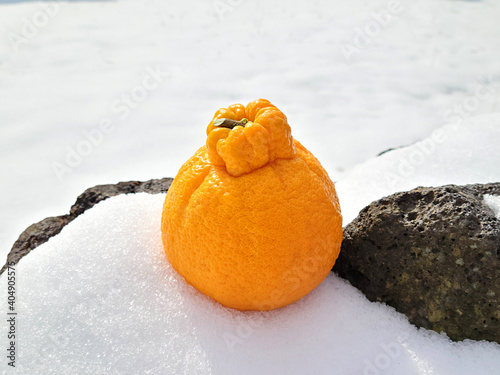 Tangerine from Jeju Island, Shiranuhi, Hanrabong photo