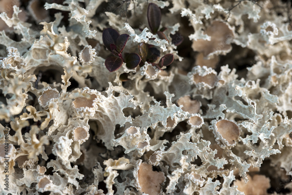 Macro, deer feed, autumn in the tundra Macro, deer feed, autumn in the tundra