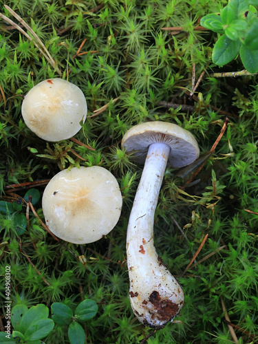 Cortinarius leucophanes, a webcap mushroom from Finland with no common english name photo