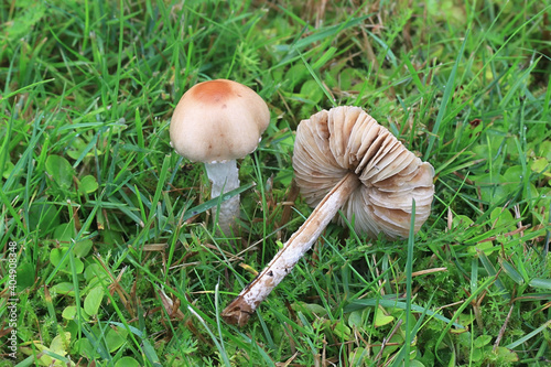 Lepiota oreadiformis, a dapperling mushroom from Finland with no common english name photo