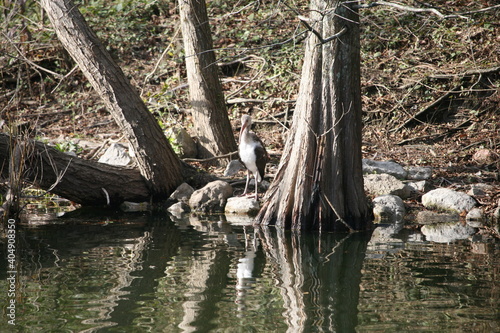 Juvenile American White Ibis Standing Next To Water
